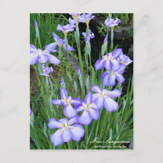 Postal Iris sanguinea:Postcard