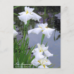 Postal Iris sanguinea:Postcard