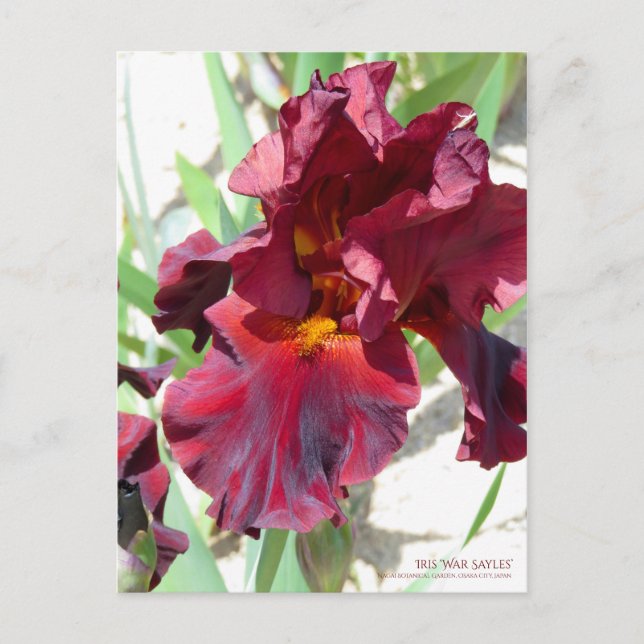 Postal Iris "Sayles de guerra" [postal] (Anverso)