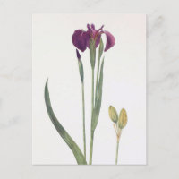 Iris Setosa de William Dykes