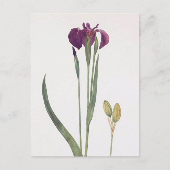 Postal Iris Setosa de William Dykes (Anverso)