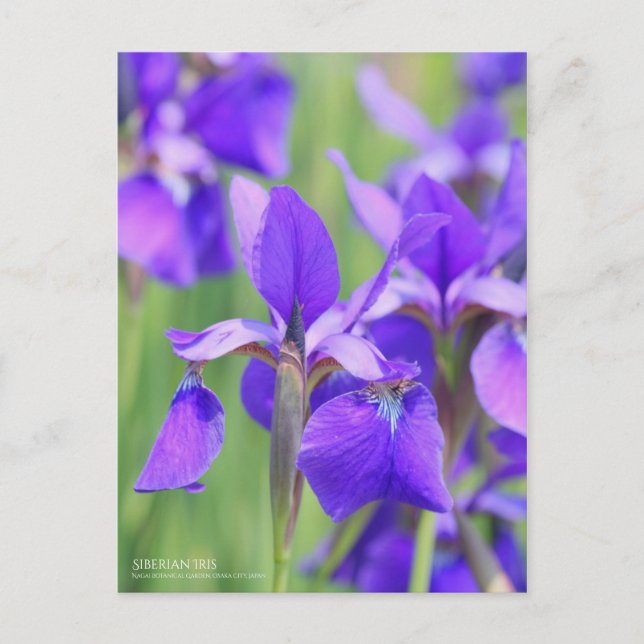 Postal Iris siberiano [postal] (Anverso)
