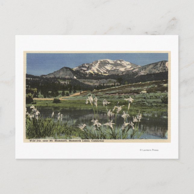 Postal Iris Silvestre Creciendo Cerca Del Monte Mammoth (Anverso)