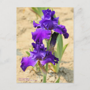 Postal Iris ‘Skyship’   [Postcard]
