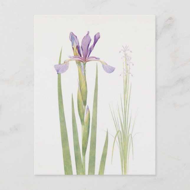 Postal Iris Spuria (Cachemira) de William Dykes (Anverso)