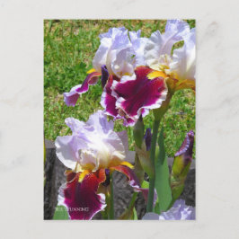 Postal Iris ‘Stunning’ [Postcard] ポストカード