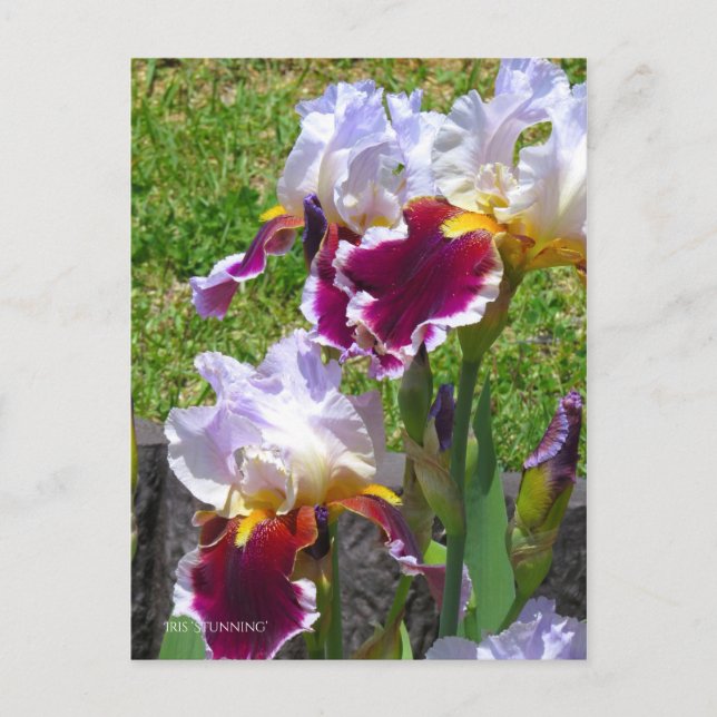 Postal Iris ‘Stunning’ [Postcard] ポストカード (Anverso)