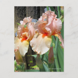 Postal Iris ‘Sugar Plum’ [Postcard] ポ ス カ ド