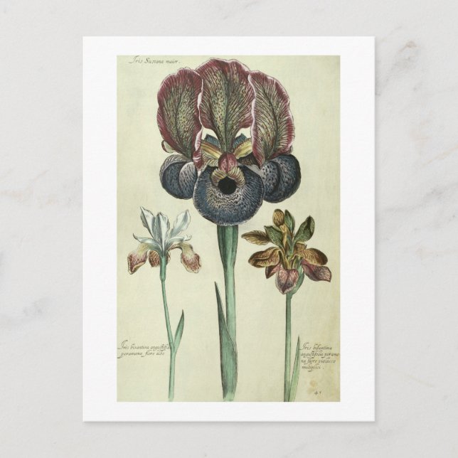 Postal Iris susiana major e Iris bisantina angustifolia (Anverso)