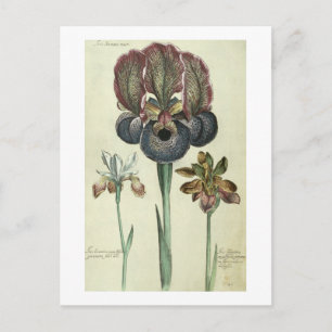 Postal Iris susiana major e Iris bisantina angustifolia