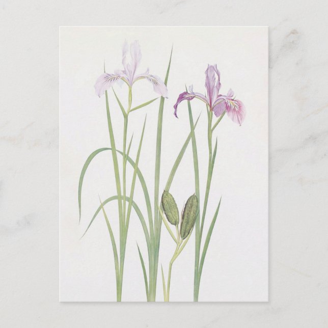 Postal Iris Tenax por William Dykes (Anverso)
