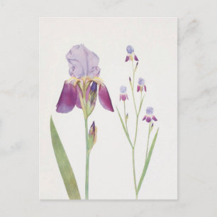 Postal Iris Trojana por William Dykes