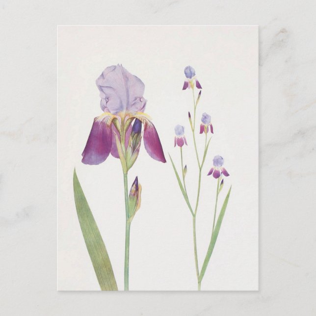 Postal Iris Trojana por William Dykes (Anverso)
