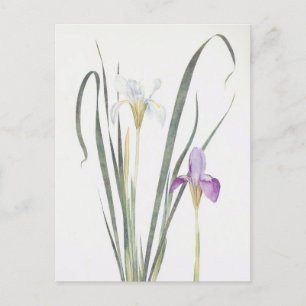 Postal Iris Unguicularis de William Dykes
