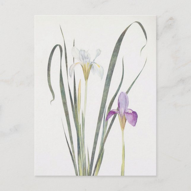 Postal Iris Unguicularis de William Dykes (Anverso)