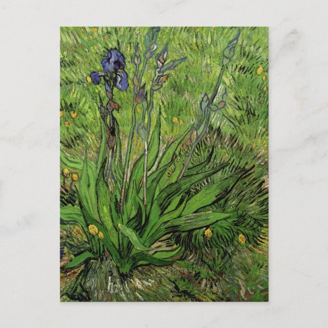 Postal Iris, Vincent van Gogh (Anverso)