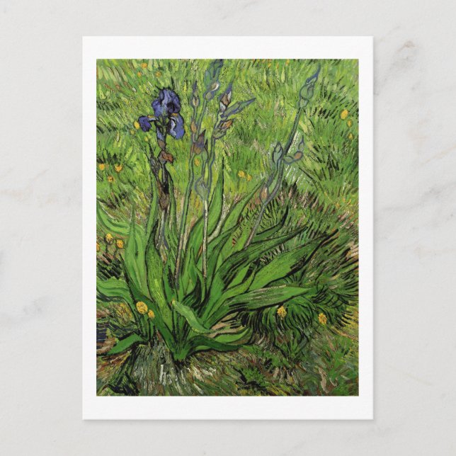 Postal Iris, Vincent van Gogh (Anverso)
