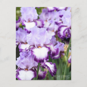 Postal Iris "Vuelo de águila" [Postal]