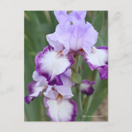 Postal Iris "Vuelo de águila" [Postal] ポ ス カ・ド