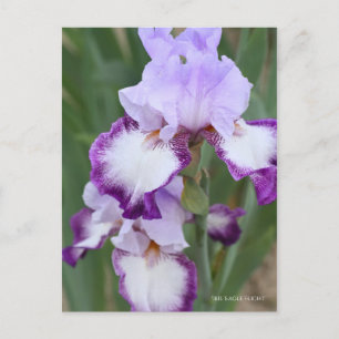 Postal Iris "Vuelo de águila" [Postal] ポ ス カ・ド