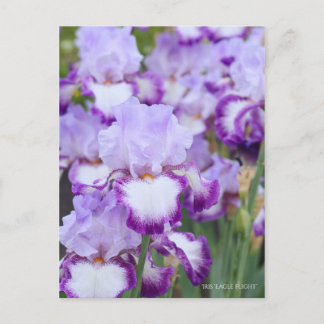 Postal Iris "Vuelo de águila" [Postal] ポ ス カ・ド