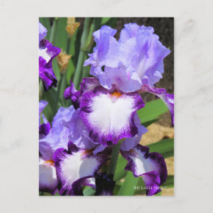 Postal Iris "Vuelo de águila" [Postal] ポ ス カ・ド