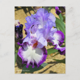 Postal Iris "Vuelo de águila" [Postal] ポ ス カ・ド