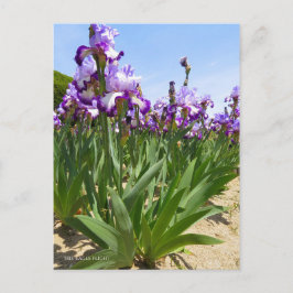 Postal Iris "Vuelo de águila" [Postal] ポ ス カ・ド