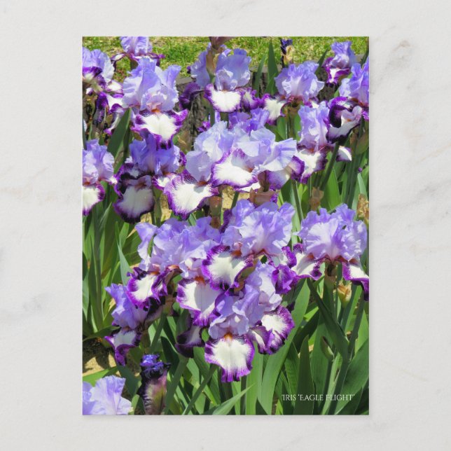 Postal Iris "Vuelo de águila" [Postal] ポ ス カ・ド (Anverso)