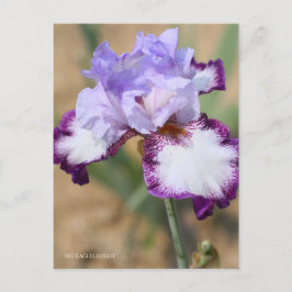 Postal Iris "Vuelo de águila" [Postal] ポ ス カ・ド