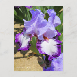 Postal Iris "Vuelo de águila" [Postal] ポ ス カ・ド