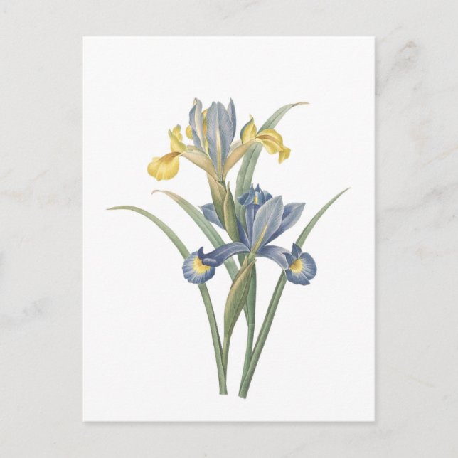 Postal Iris Xiphium (Anverso)