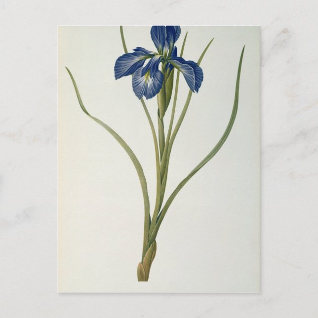 Postal Iris Xyphioides, de "Les Liliacees", 1808 (Anverso)