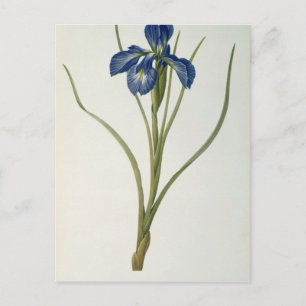 Postal Iris Xyphioides, de "Les Liliacees", 1808