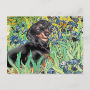 Postal Irises - Dachsund (BT4)