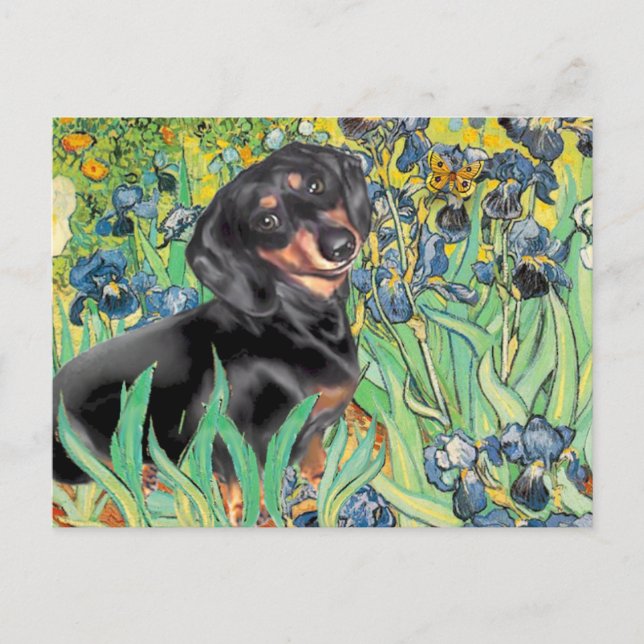 Postal Irises - Dachsund (BT4) (Anverso)