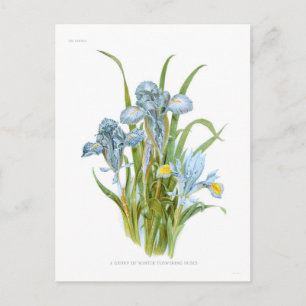 Postal Irises de invierno