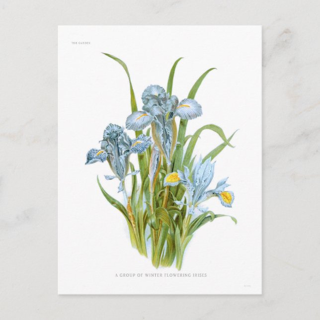 Postal Irises de invierno (Anverso)