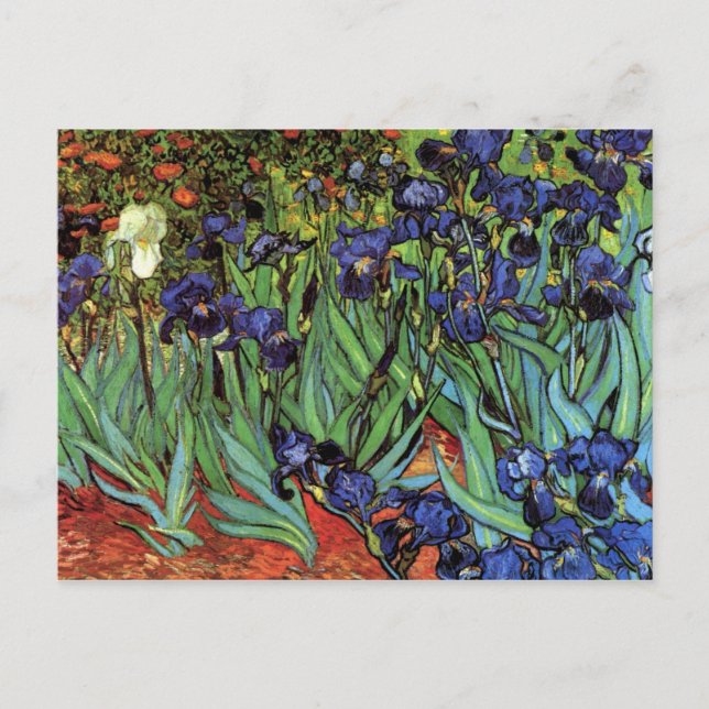 Postal Irises de Vincent van Gogh (Anverso)
