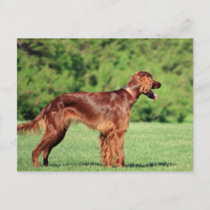 Postal irish-setter-full 2