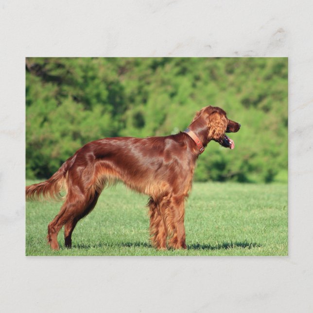 Postal irish-setter-full 2 (Anverso)