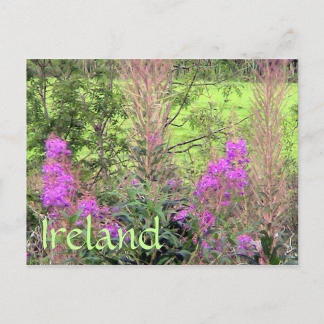 Postal Irlanda Heather Postcard (Anverso)