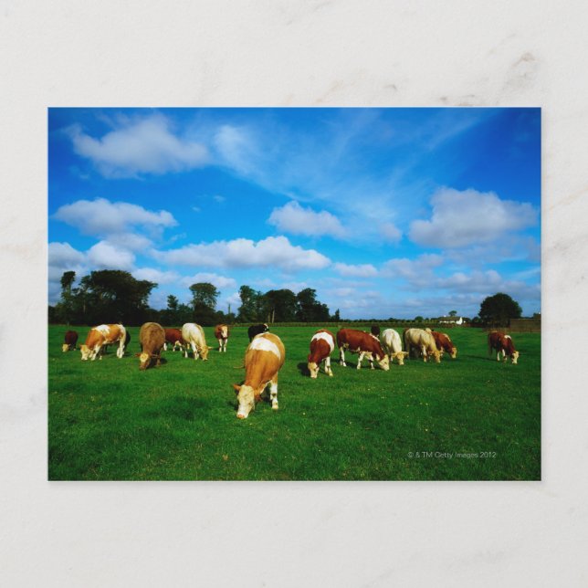 Postal Irlanda, Pastor De Ganado (Anverso)