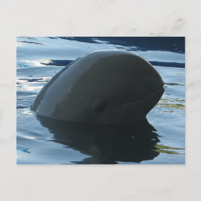Postal Irrawaddy Dolphin Peek-A-Boo (Anverso)
