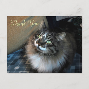 Postal Irresistible Cat Zorro Gracias Postcard