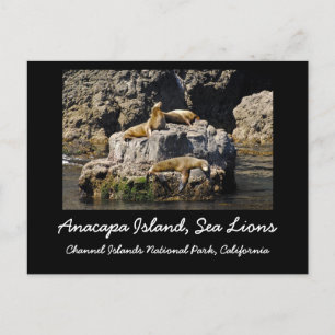 Postal Isla Anacapa, leones marinos