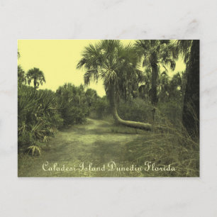 Postal Isla Caladesi Dunedin Fl Postcard