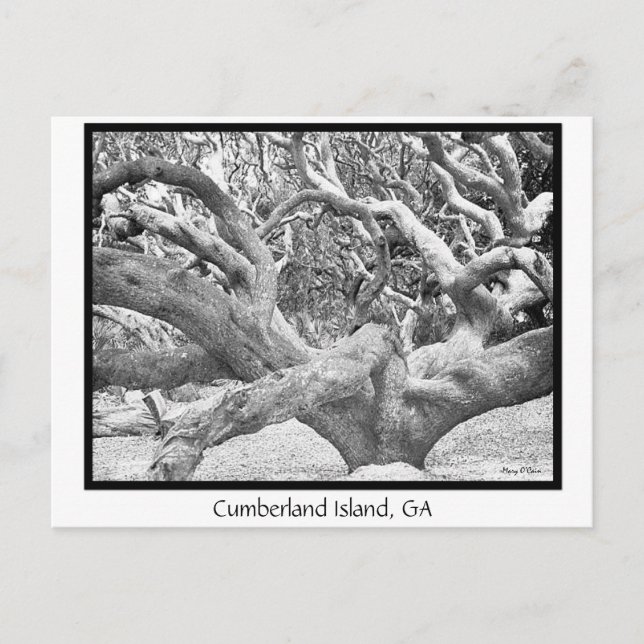 Postal Isla Cumberland, GA (Anverso)