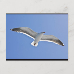 Postal Isla de Anacapa, Gull Occidental