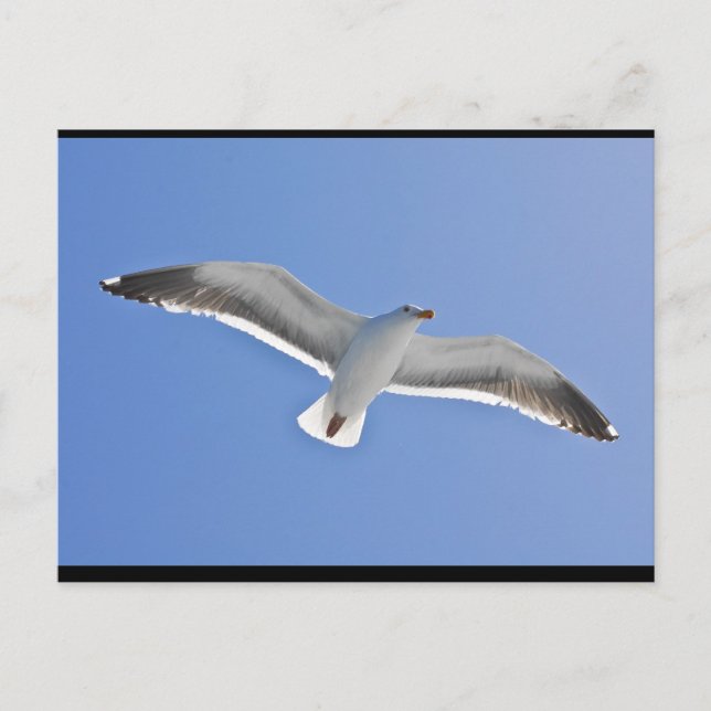 Postal Isla de Anacapa, Gull Occidental (Anverso)